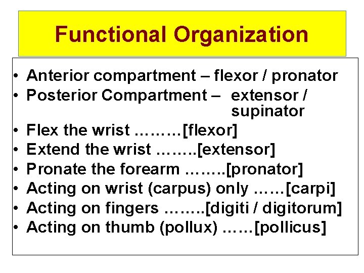 Functional Organization • Anterior compartment – flexor / pronator • Posterior Compartment – extensor