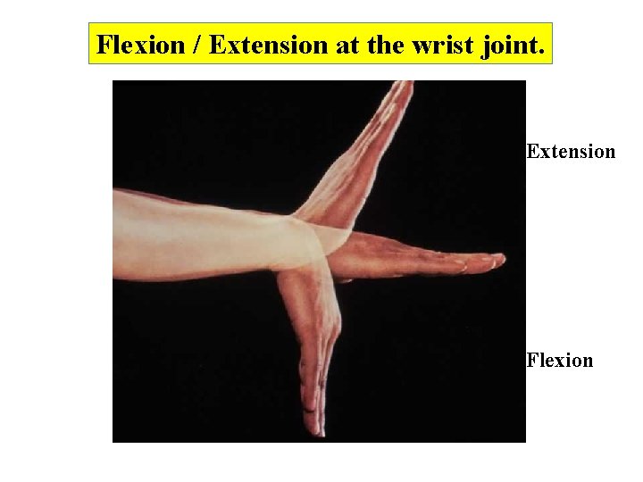 Flexion / Extension at the wrist joint. Extension Flexion 