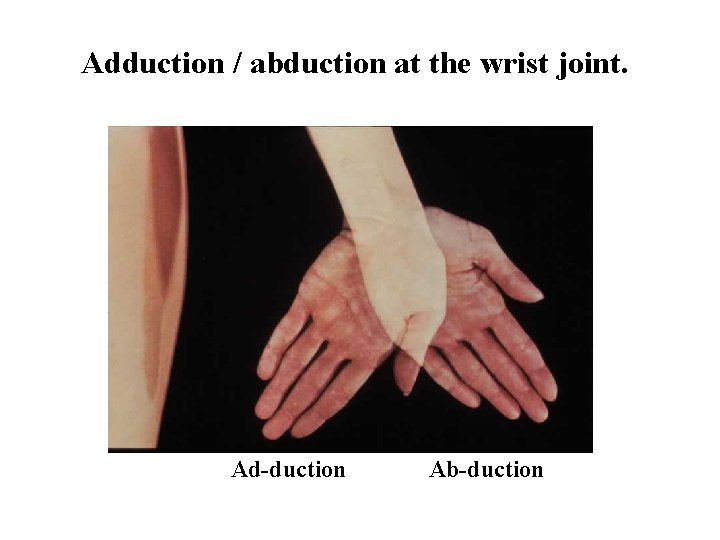 Adduction / abduction at the wrist joint. Ad-duction Ab-duction 