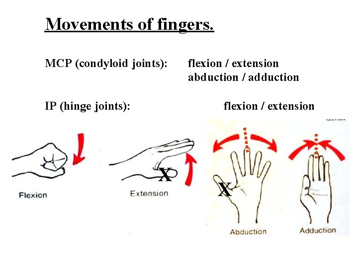 Movements of fingers. MCP (condyloid joints): IP (hinge joints): flexion / extension abduction /