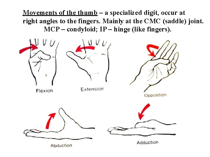 Movements of the thumb – a specialized digit, occur at right angles to the