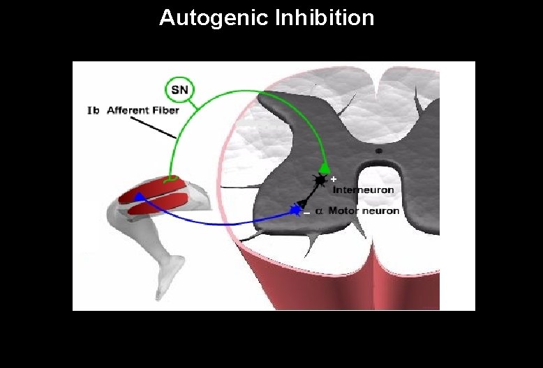 Autogenic Inhibition + – 