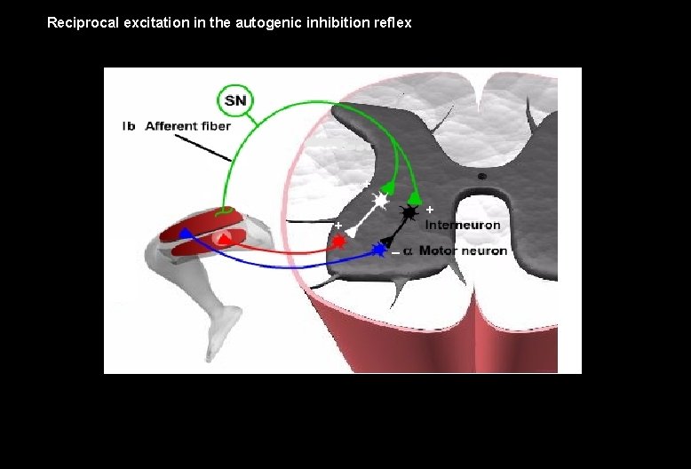 Reciprocal excitation in the autogenic inhibition reflex + + + – 