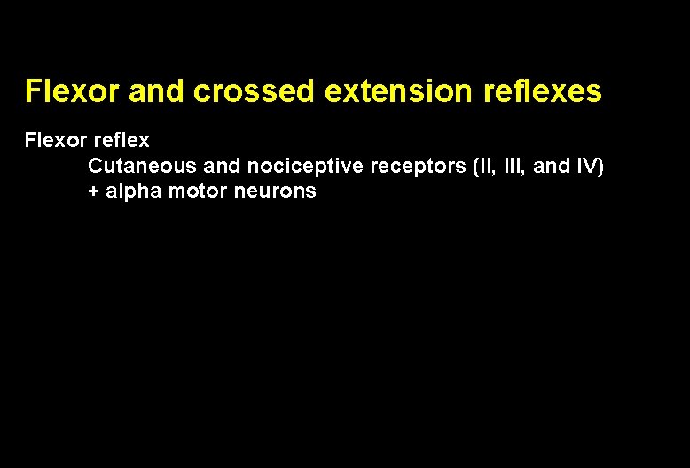 Flexor and crossed extension reflexes Flexor reflex Cutaneous and nociceptive receptors (II, III, and