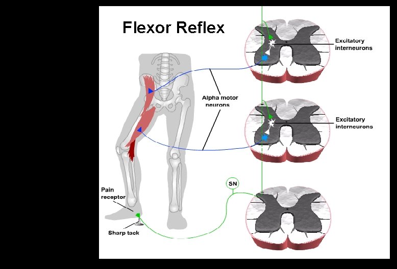 Flexor Reflex 