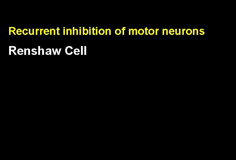Recurrent inhibition of motor neurons Renshaw Cell 