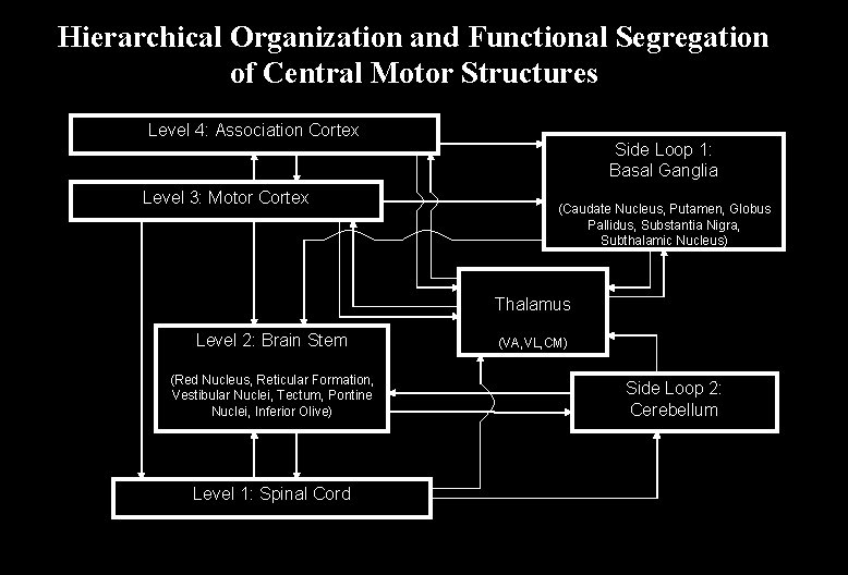 Hierarchical Organization and Functional Segregation of Central Motor Structures Level 4: Association Cortex Level