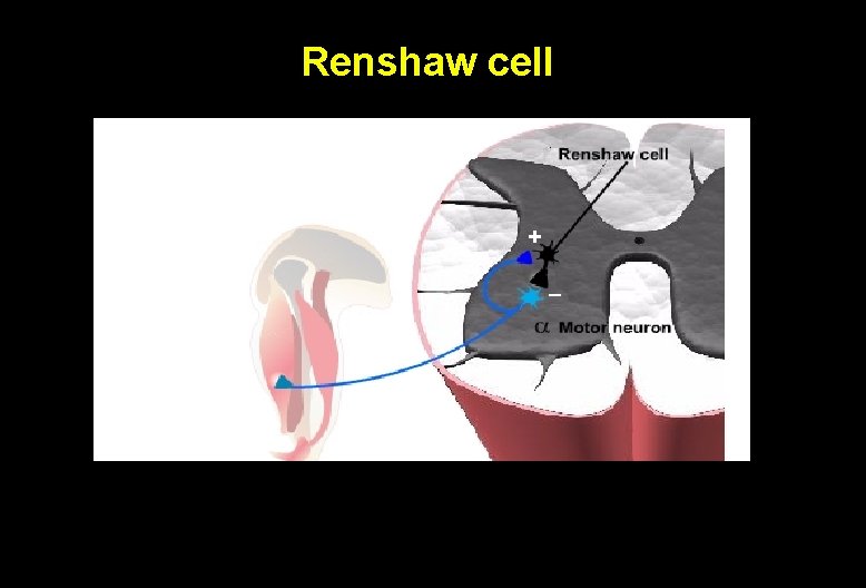Renshaw cell + – 