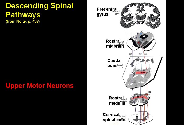 Descending Spinal Pathways Precentral gyrus (from Nolte, p. 438) Rostral midbrain Caudal pons Upper
