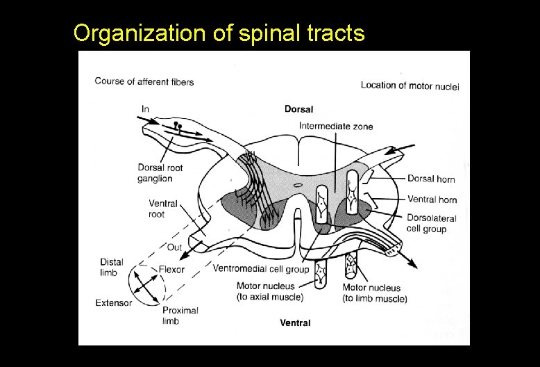 Organization of spinal tracts 