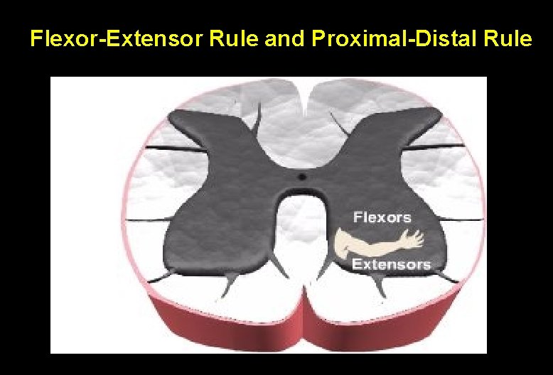 Flexor-Extensor Rule and Proximal-Distal Rule 