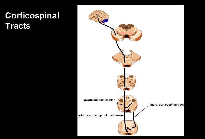 Corticospinal Tracts 