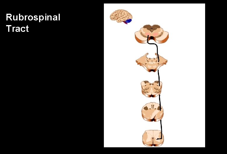 Rubrospinal Tract 