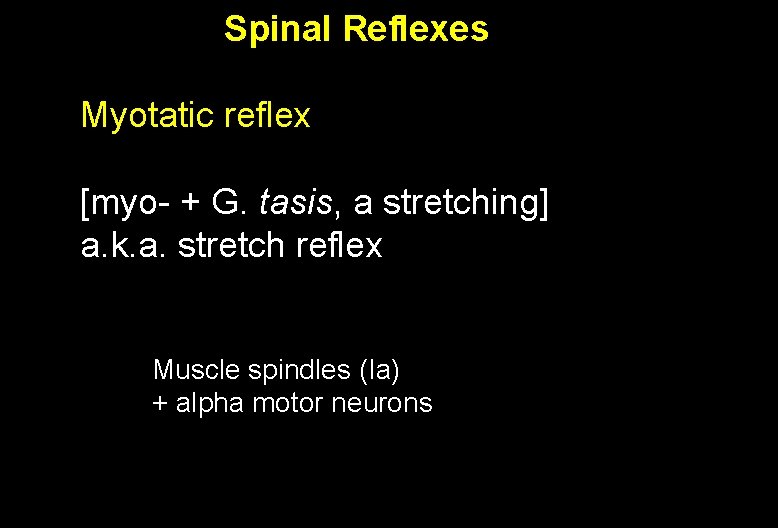 Spinal Reflexes Myotatic reflex [myo- + G. tasis, a stretching] a. k. a. stretch