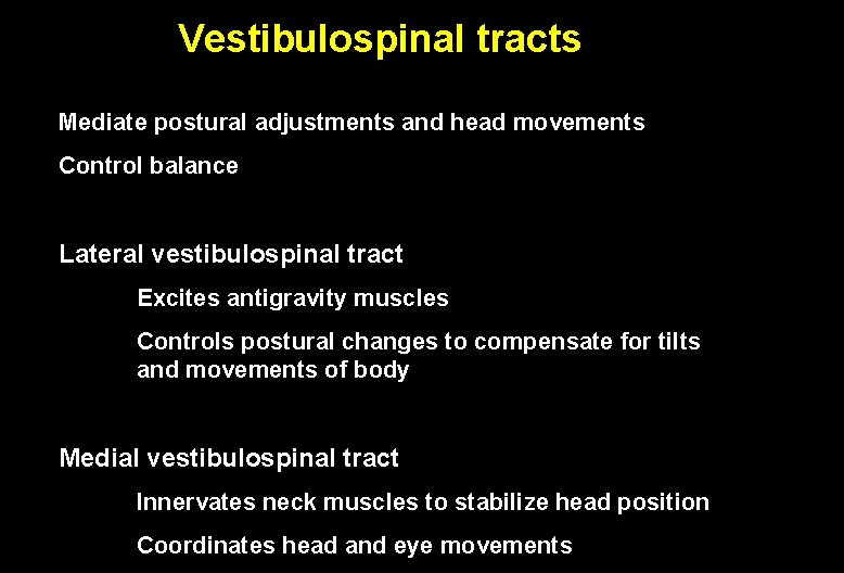 Vestibulospinal tracts Mediate postural adjustments and head movements Control balance Lateral vestibulospinal tract Excites