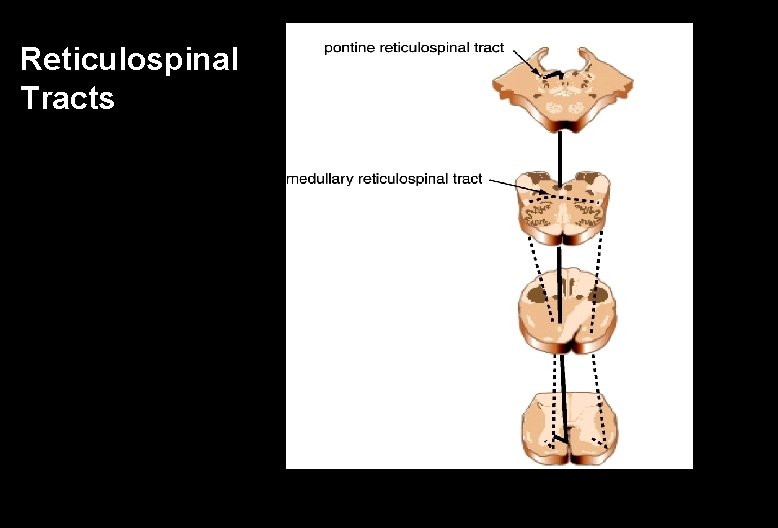 Reticulospinal Tracts 
