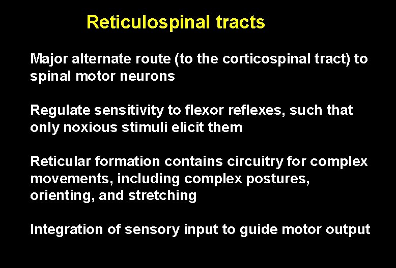 Reticulospinal tracts Major alternate route (to the corticospinal tract) to spinal motor neurons Regulate