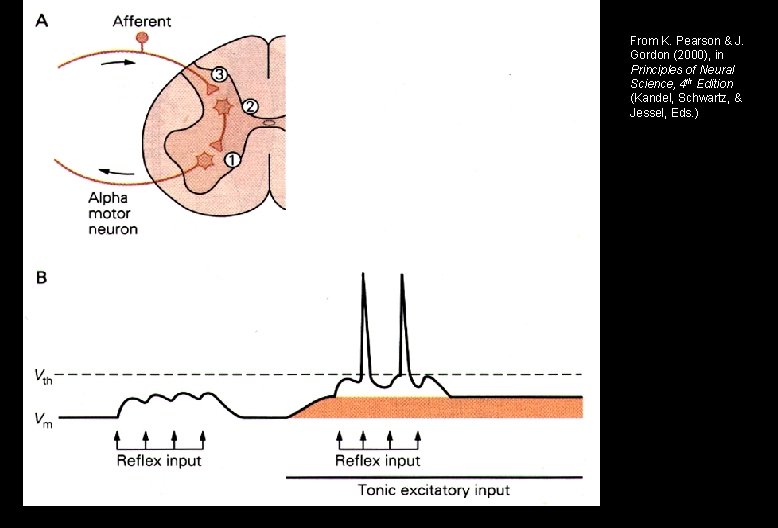 From K. Pearson & J. Gordon (2000), in Principles of Neural Science, 4 th