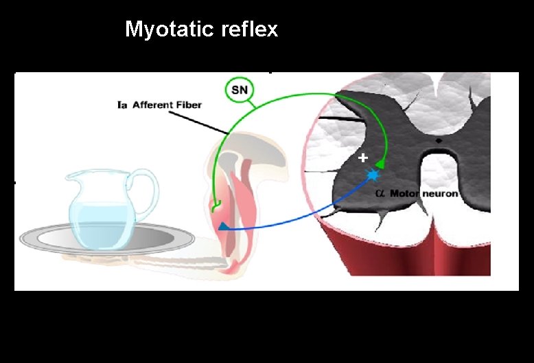 Myotatic reflex 