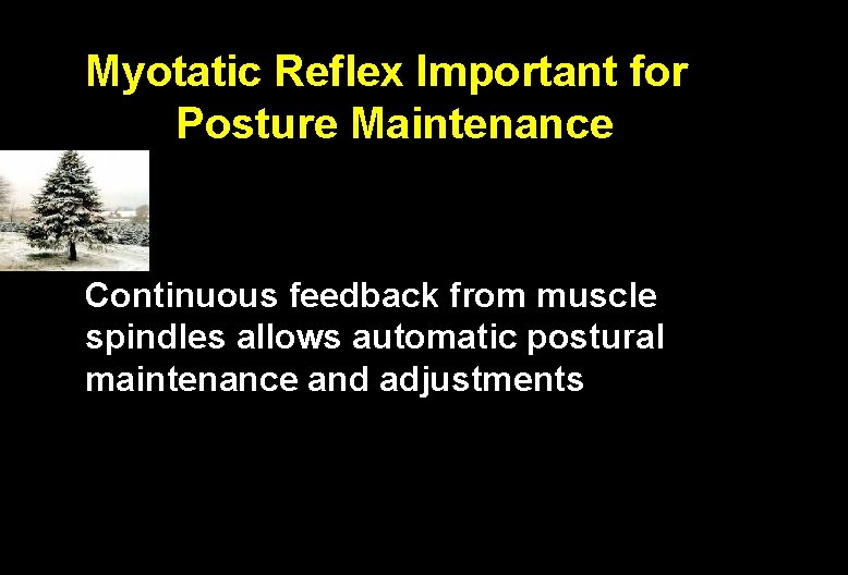 Myotatic Reflex Important for Posture Maintenance Continuous feedback from muscle spindles allows automatic postural