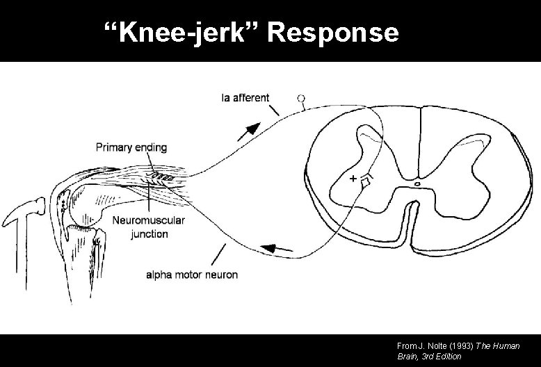 “Knee-jerk” Response From J. Nolte (1993) The Human Brain, 3 rd Edition 