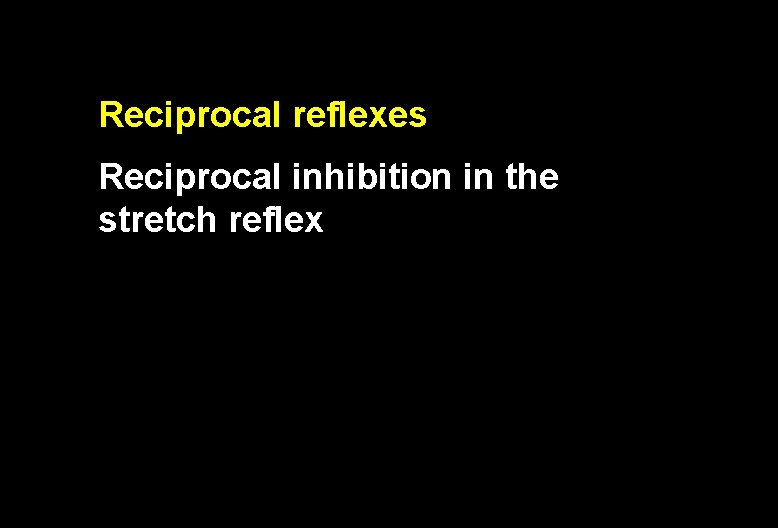 Reciprocal reflexes Reciprocal inhibition in the stretch reflex 