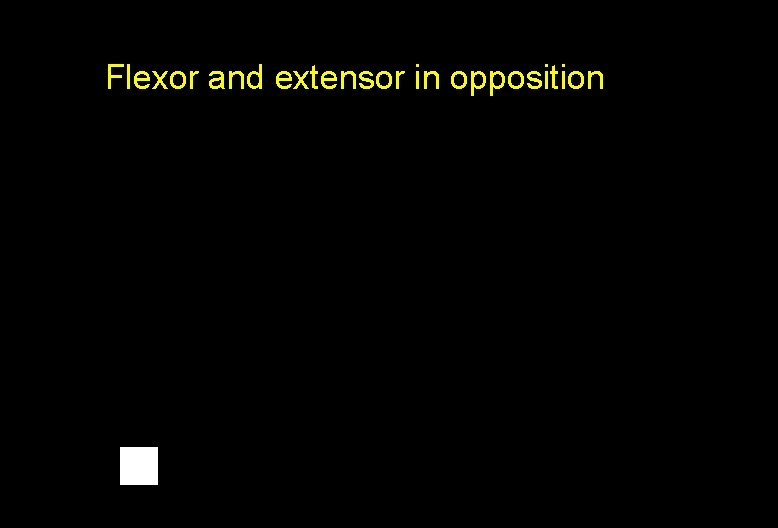 Flexor and extensor in opposition 