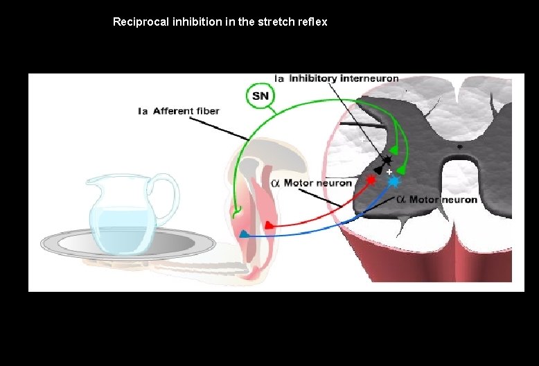 Reciprocal inhibition in the stretch reflex + – + 