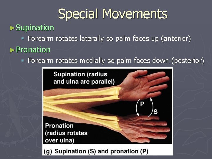 Special Movements ►Supination § Forearm rotates laterally so palm faces up (anterior) ►Pronation §