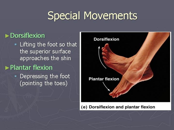 Special Movements ►Dorsiflexion § Lifting the foot so that the superior surface approaches the
