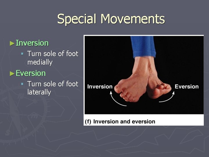 Special Movements ►Inversion § Turn sole of foot medially ►Eversion § Turn sole of
