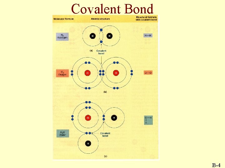 Covalent Bond B-4 