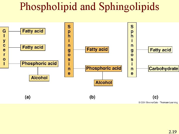 Phospholipid and Sphingolipids 2. 19 