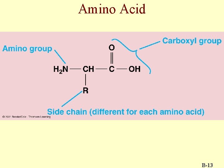 Amino Acid B-13 