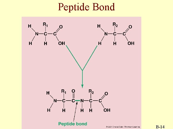 Peptide Bond B-14 
