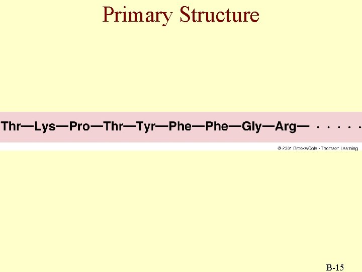 Primary Structure B-15 