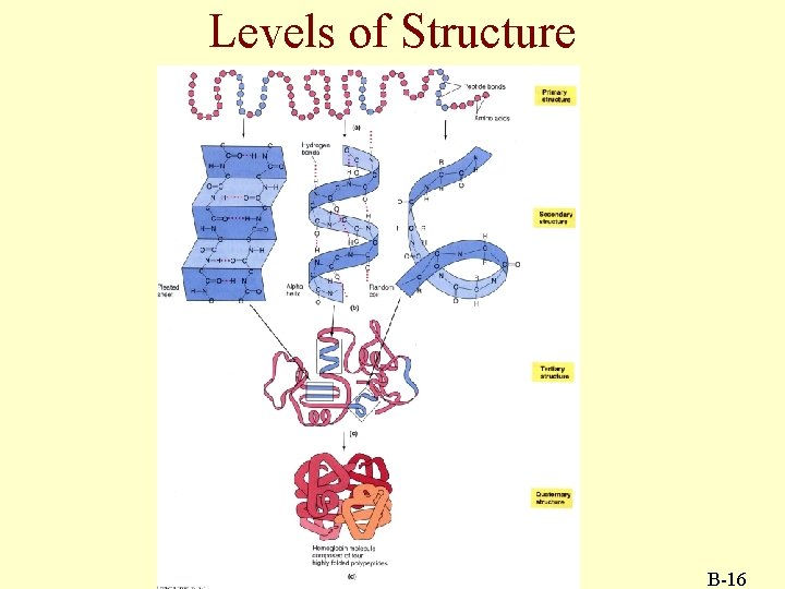 Levels of Structure B-16 