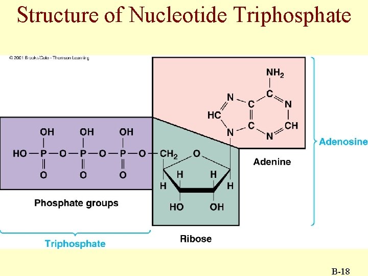 Structure of Nucleotide Triphosphate B-18 