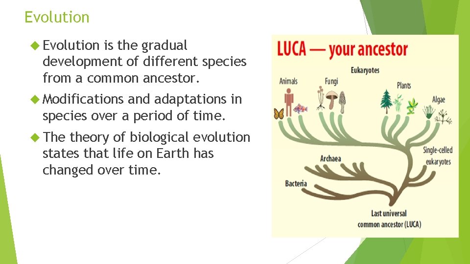 Evolution is the gradual development of different species from a common ancestor. Modifications and