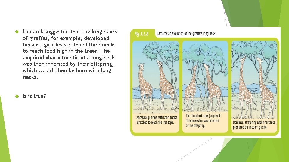 Lamarck suggested that the long necks of giraffes, for example, developed because giraffes Lamarck suggested that the long necks of giraffes, for example, developed because giraffes