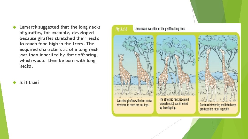  Lamarck suggested that the long necks of giraffes, for example, developed because giraffes