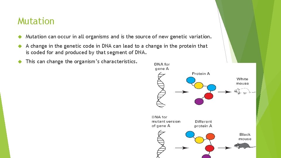 Mutation can occur in all organisms and is the source of new genetic variation.