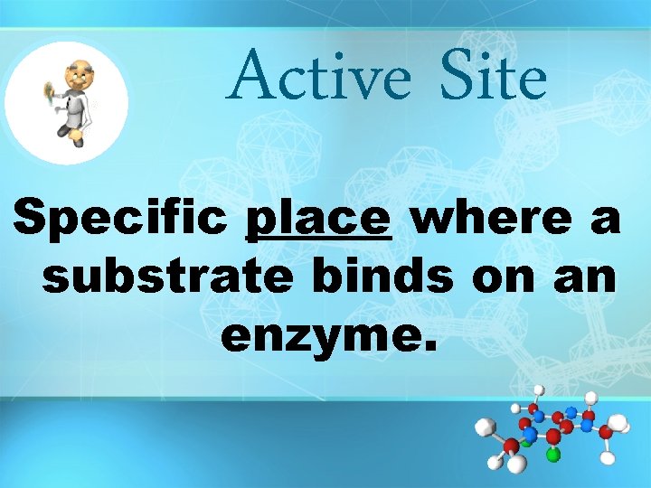 Active Site Specific place where a substrate binds on an enzyme. 