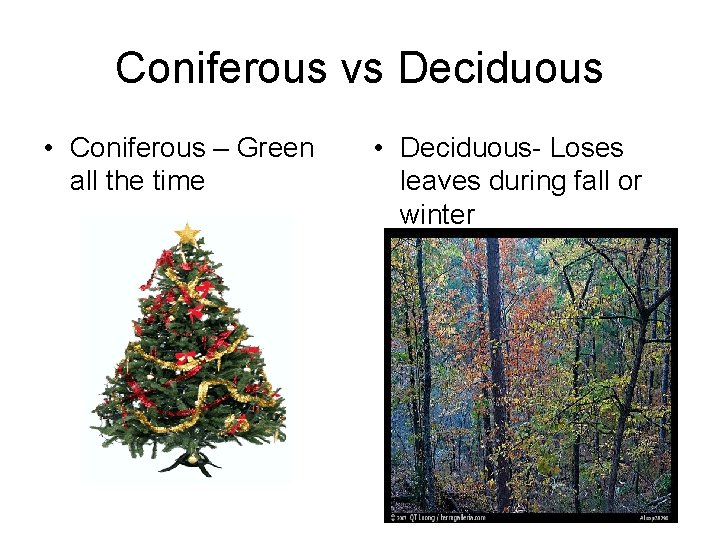 Coniferous vs Deciduous • Coniferous – Green all the time • Deciduous- Loses leaves