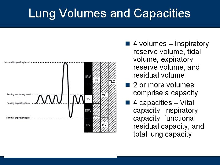 Lung Volumes and Capacities n 4 volumes – Inspiratory reserve volume, tidal volume, expiratory