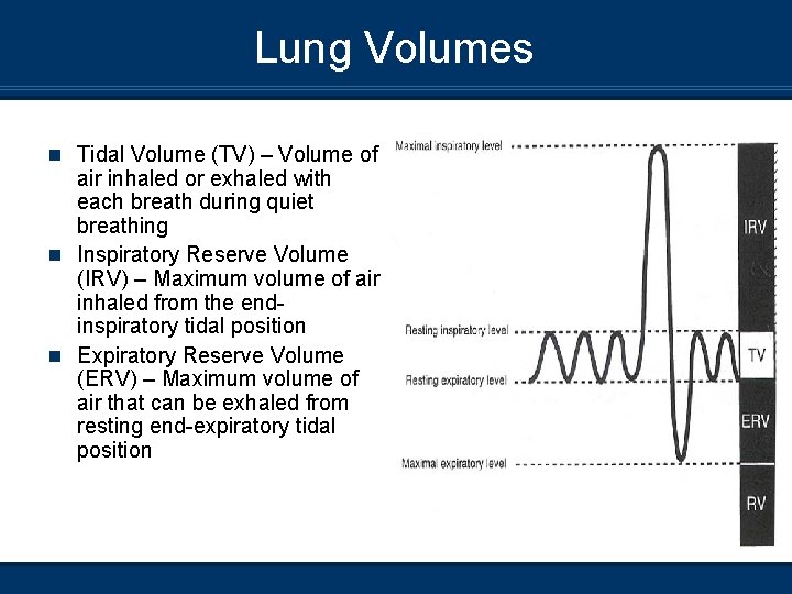 Lung Volumes n Tidal Volume (TV) – Volume of air inhaled or exhaled with