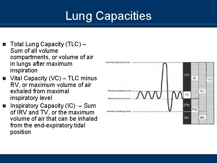 Lung Capacities n Total Lung Capacity (TLC) – Sum of all volume compartments, or