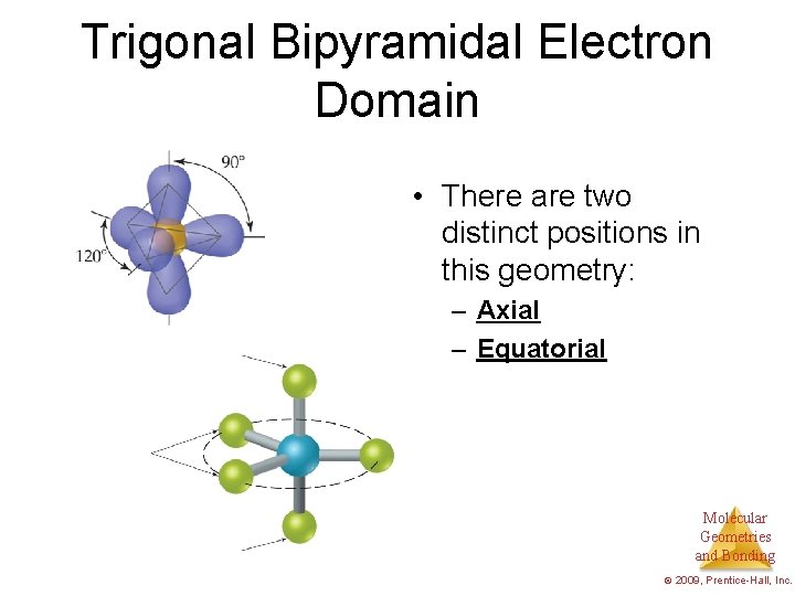 Trigonal Bipyramidal Electron Domain • There are two distinct positions in this geometry: –