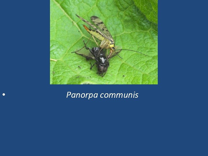  • Panorpa communis 