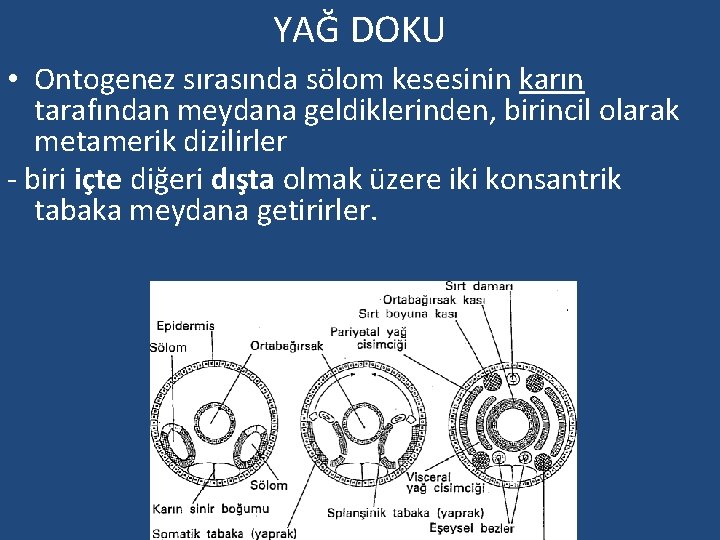 YAĞ DOKU • Ontogenez sırasında sölom kesesinin karın tarafından meydana geldiklerinden, birincil olarak metamerik